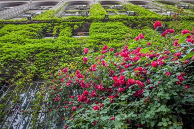 Evin dış duvarında clambering bitki