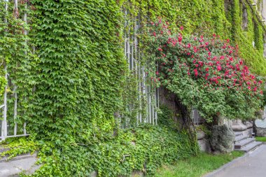 Evin dış duvarında clambering bitki