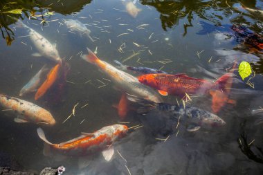 Japonya fish der sazan ya da Koi renkli balık, birçok birçok colo balıklar