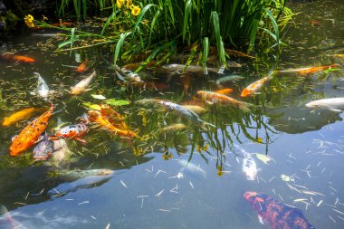 Japonya fish der sazan ya da Koi renkli balık, birçok birçok colo balıklar