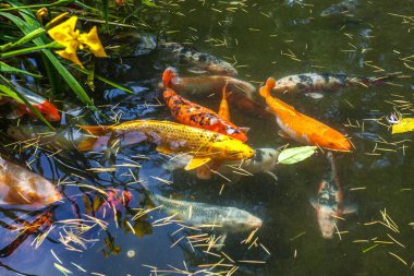 Japonya fish der sazan ya da Koi renkli balık, birçok birçok colo balıklar