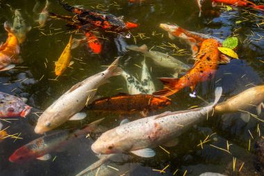Japonya fish der sazan ya da Koi renkli balık, birçok birçok colo balıklar