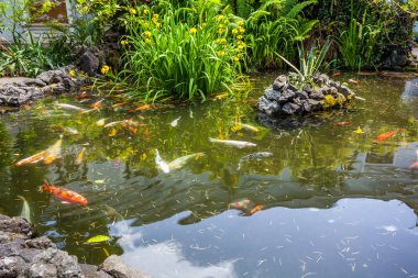 Japonya fish der sazan ya da Koi renkli balık, birçok birçok colo balıklar