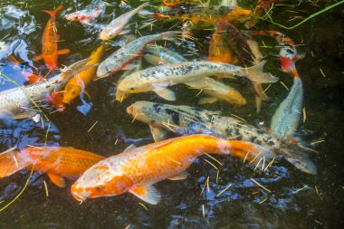 Japonya fish der sazan ya da Koi renkli balık, birçok birçok colo balıklar