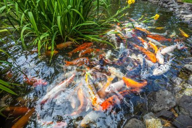 Japonya fish der sazan ya da Koi renkli balık, birçok birçok colo balıklar
