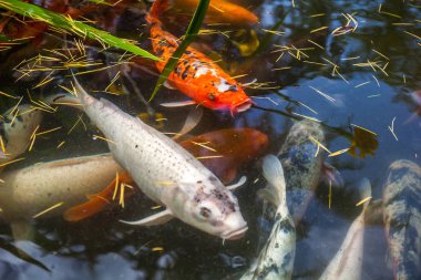 Japonya fish der sazan ya da Koi renkli balık, birçok birçok colo balıklar