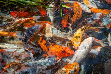Japonya fish der sazan ya da Koi renkli balık, birçok birçok colo balıklar