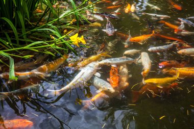 Japonya fish der sazan ya da Koi renkli balık, birçok birçok colo balıklar