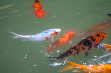 Japonya fish der sazan ya da Koi renkli balık, birçok birçok colo balıklar