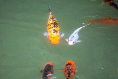 Japonya fish der sazan ya da Koi renkli balık, birçok birçok colo balıklar