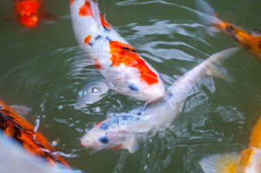 Japonya fish der sazan ya da Koi renkli balık, birçok birçok colo balıklar