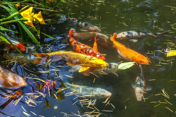 Japán hal hívja ponty vagy Koi hal színes, sok halak sok colo — Stock Fotó