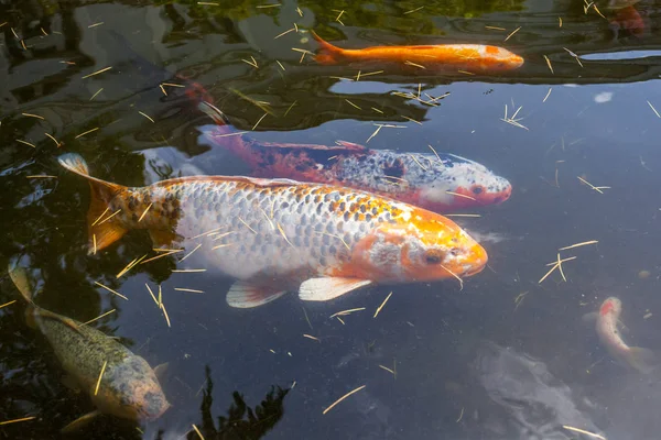 Japán hal hívja ponty vagy Koi hal színes, sok halak sok colo — Stock Fotó