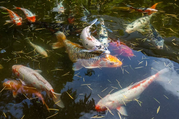 Japán hal hívja ponty vagy Koi hal színes, sok halak sok colo — Stock Fotó