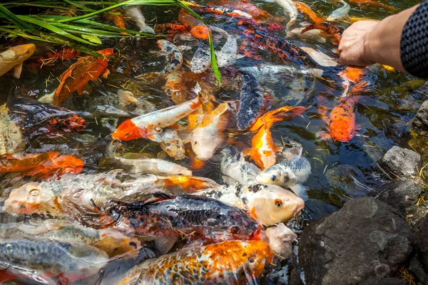 Japán hal hívja ponty vagy Koi hal színes, sok halak sok colo — Stock Fotó