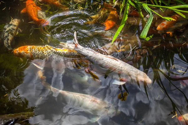 Giappone pesce chiamata Carpa o Koi pesce colorato, Molti pesci molti colo — Foto Stock