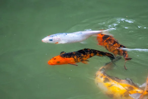 Japanische Fische nennen Karpfen oder Koi Fische bunt, viele Fische viele Colos — Stockfoto