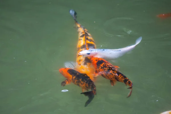 Ikan Jepang menyebut ikan mas atau ikan Koi berwarna-warni, banyak ikan colo — Stok Foto