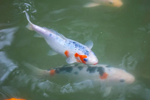 Japán hal hívja ponty vagy Koi hal színes, sok halak sok colo — Stock Fotó