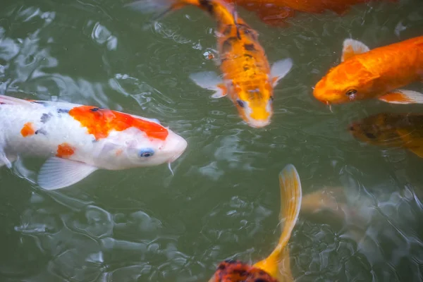 Japán hal hívja ponty vagy Koi hal színes, sok halak sok colo — Stock Fotó