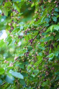 Taze dut Çilek ağacı, dut ağacı üzerinde