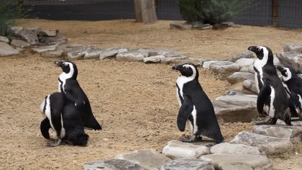Pingüinos multitud en el equipo se está moviendo — Vídeos de Stock