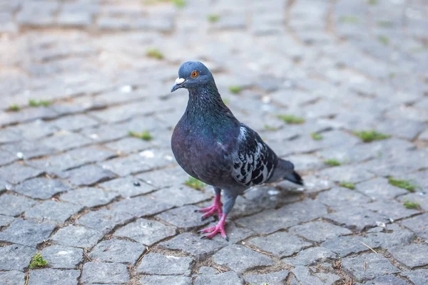 Pombos na praça, pássaros se agarram — Fotografia de Stock