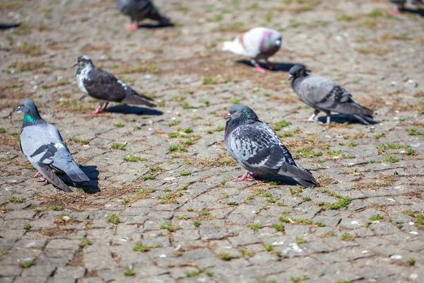 Pombos na praça, pássaros se agarram — Fotografia de Stock