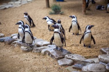 Tbilisi Hayvanat Bahçesi hayvanlar dünyasında Afrika penguenler