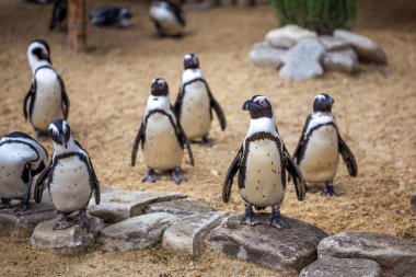 Tbilisi Hayvanat Bahçesi hayvanlar dünyasında Afrika penguenler