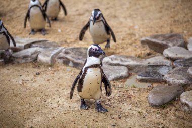Tbilisi Hayvanat Bahçesi hayvanlar dünyasında Afrika penguenler