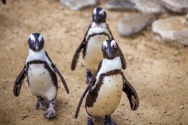 Tbilisi Hayvanat Bahçesi hayvanlar dünyasında Afrika penguenler