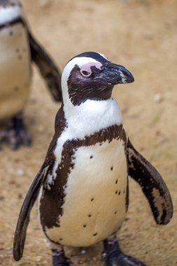Tbilisi Hayvanat Bahçesi hayvanlar dünyasında Afrika penguenler
