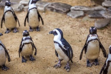 Tbilisi Hayvanat Bahçesi hayvanlar dünyasında Afrika penguenler