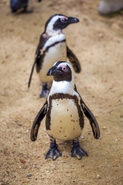 Tbilisi Hayvanat Bahçesi hayvanlar dünyasında Afrika penguenler