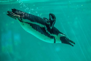 Afrika penguen Tbilisi Hayvanat Bahçesi, dünya suda yüzüyor