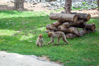 Grup maymun Tbilisi Hayvanat Bahçesi