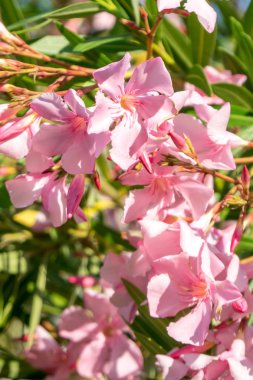 Güzel pembe nerium oleander çiçekler parlak yaz gününde