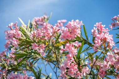 Güzel pembe nerium oleander çiçekler parlak yaz gününde
