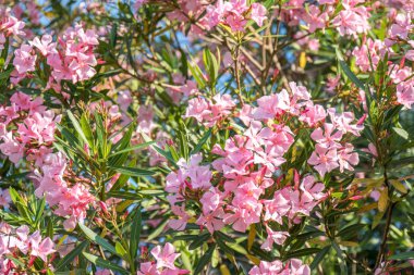 Güzel pembe nerium oleander çiçekler parlak yaz gününde