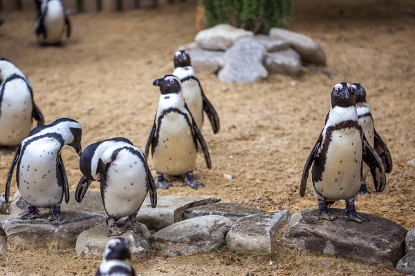 Tbilisi Hayvanat Bahçesi hayvanlar dünyasında Afrika penguenler