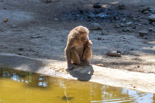 Singe près de l'eau dans le zoo de Tbilissi — Photo