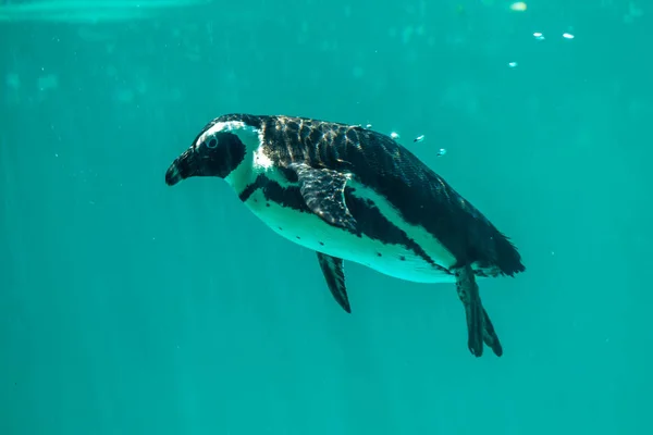 Afrikaanse pinguïn zwemt in het water in de dierentuin van Tbilisi, de wereld — Stockfoto