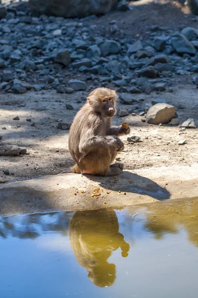 Singe près de l'eau dans le zoo de Tbilissi — Photo