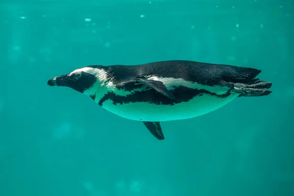 Il pinguino africano nuota nell'acqua nello zoo di Tbilisi, nel mondo — Foto Stock
