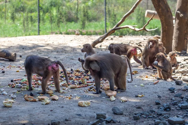 Sekelompok monyet di kebun binatang Tbilisi — Stok Foto