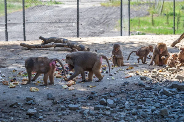 Groupe de singes dans le zoo de Tbilissi — Photo