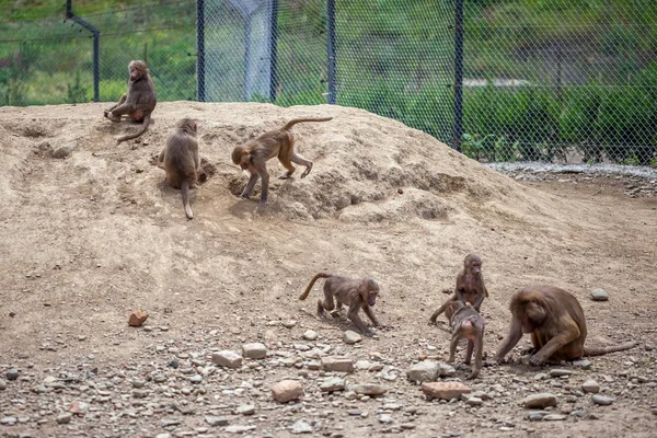 Sekelompok monyet di kebun binatang Tbilisi — Stok Foto