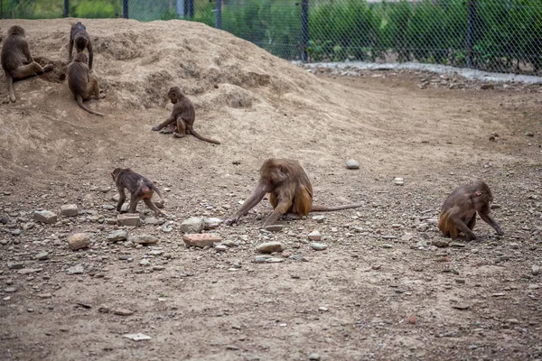 Groupe de singes dans le zoo de Tbilissi — Photo