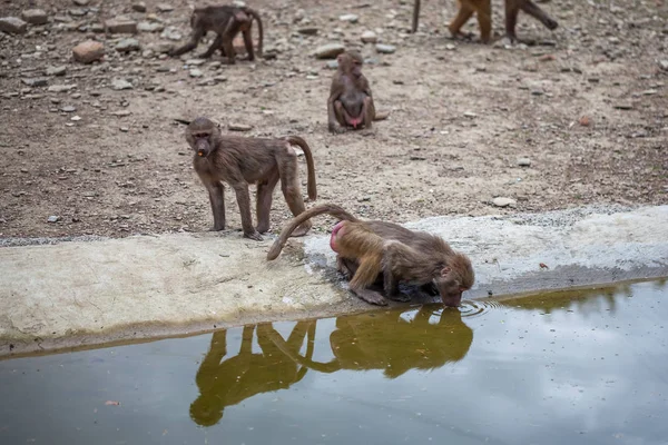 Sekelompok monyet di kebun binatang Tbilisi — Stok Foto